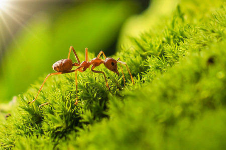 树绿草上红蚂蚁清晨阳光照耀漏洞片高清图片