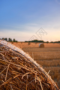 草地收获大麦秋天在田地上闪光图片