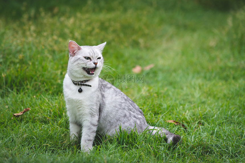 坐在绿草地上宠物猫咪图片