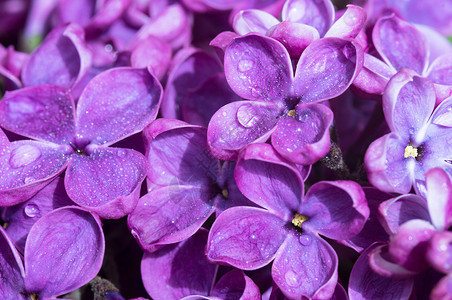 植物滴在花朵上丁香特写紫特写花紫色朵滴在上生长露高清图片