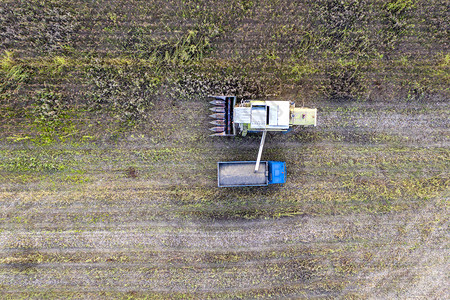 收成粮食灰尘割者将获向日葵粒上传到倾卸卡车种植季节农业现场耕田图片