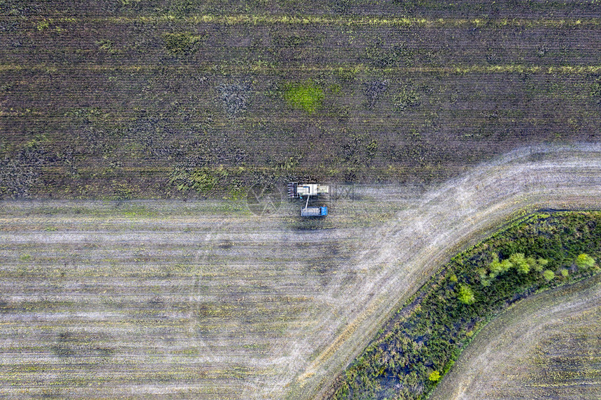 收成景观脱粒割者将获向日葵粒上传到倾卸卡车种植季节农业现场耕田图片