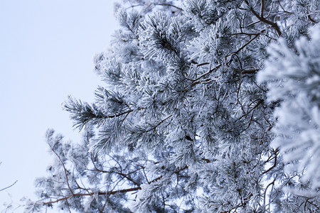 是冬天来到植物阳光冬季风景有不同种类的树木覆盖白雪和霜冻冬季降雪后一天是寒冷的冬季下雪后一天是寒冷的空设计图片