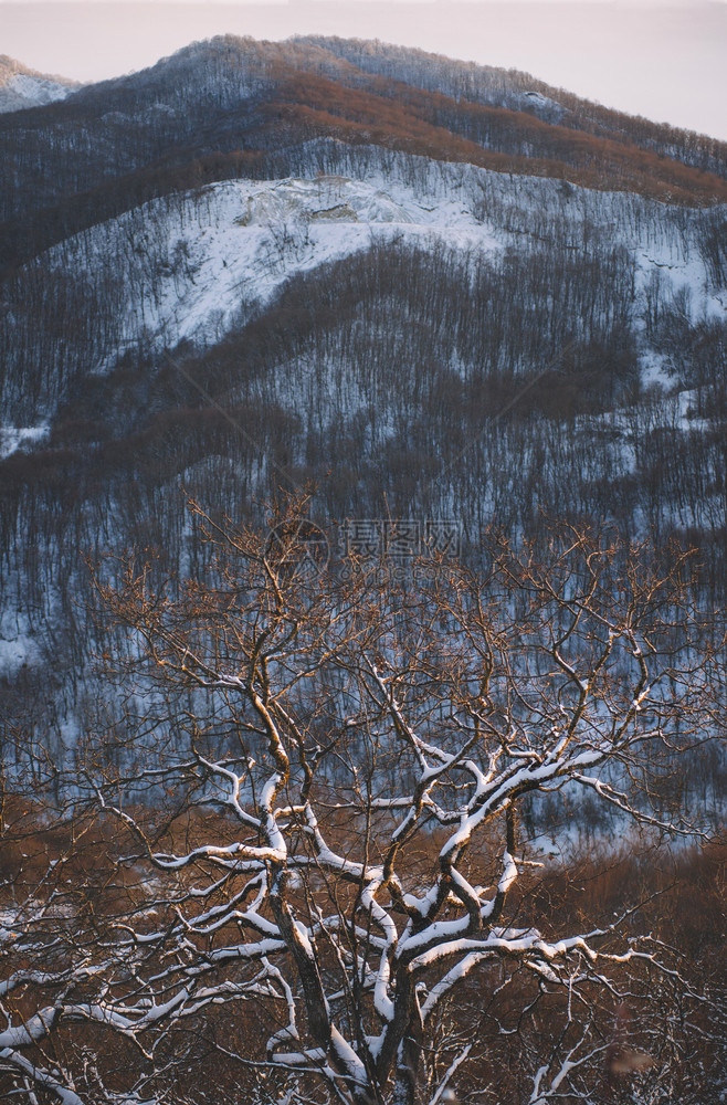 红色的圣诞节冰冬季日落雪场在山顶的森林丘背景上树着明亮的白枝图片