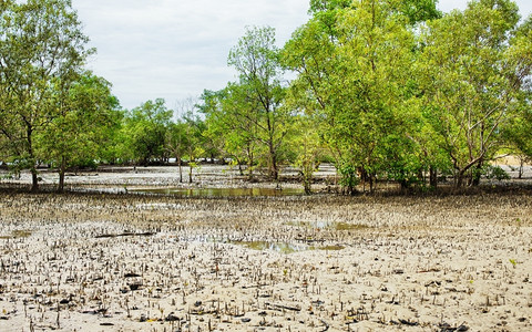 浪潮户外泰国低时的红树林沼泽MangroveSweamp森林图片