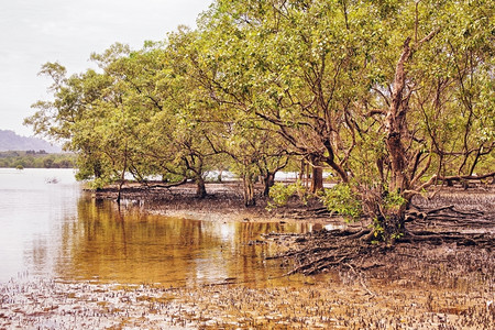 保护泰国低潮时的红树林沼泽MangroveSweamp软泥图片
