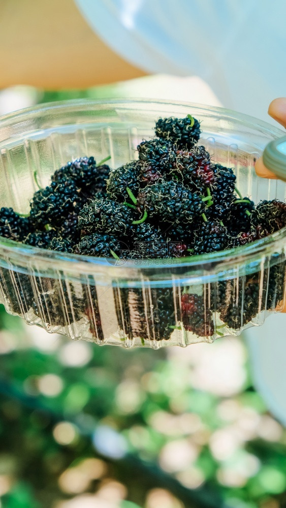 浆果农场新鲜黑莓的关闭健康素食主义者图片