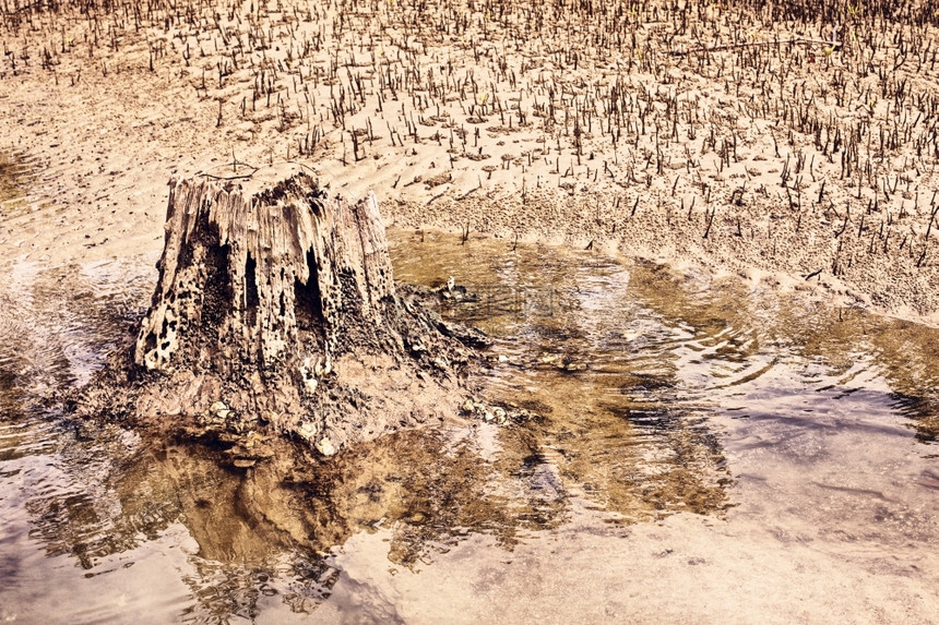 泰国低潮时的红树林沼泽MangroveSweamp植物热带图片