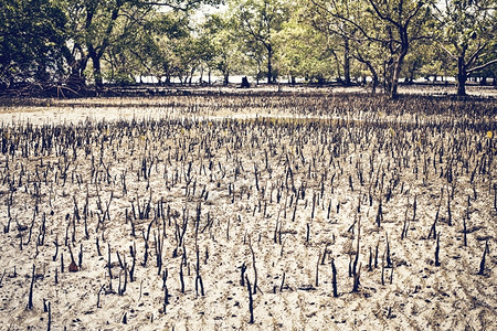 丛林照片泰国红树林沼泽低潮的红树林沼泽图片