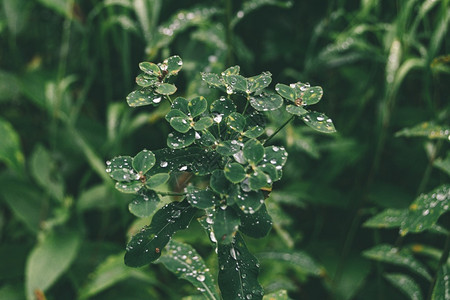 缩合绿色液体树叶上滴落的雨在黑暗森林中的大树叶上雨滴图片