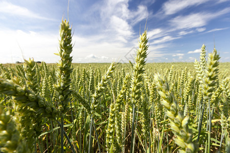 盛开香在春天或夏季成熟和不准备收割粮食之前在一个田地上的绿小麦色生长图片