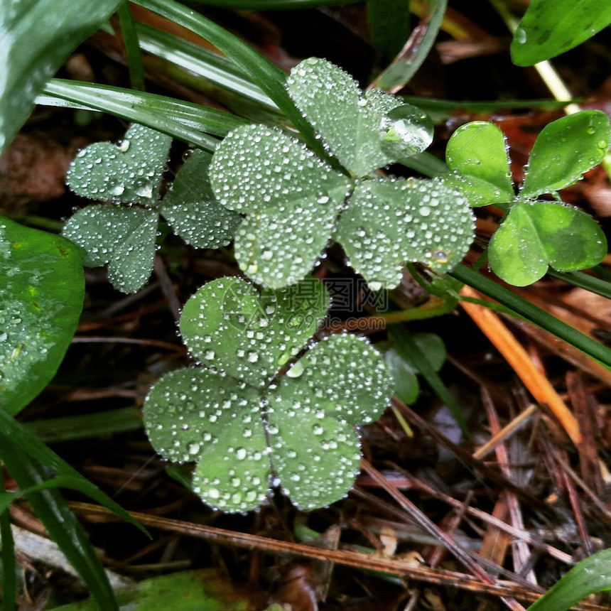 帕特里克地毯淋雨后下水滴的湿青柳树叶杰出的图片