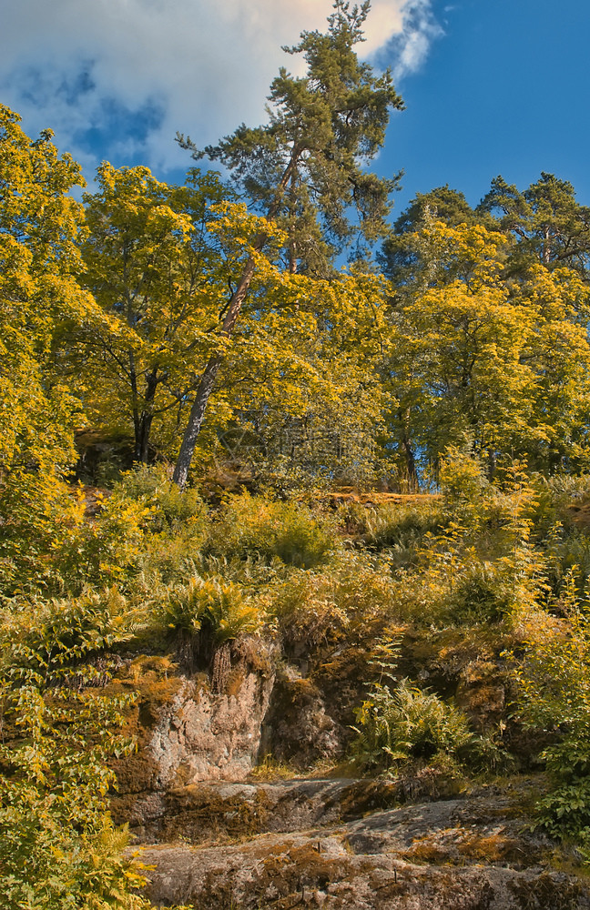 地平线秋天的风景岩石上长着树天空攀登图片