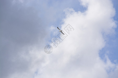 动物在西班牙马洛卡的云天和蓝空上飞行的海鸥单一在空中飞行马略卡岛飙升图片