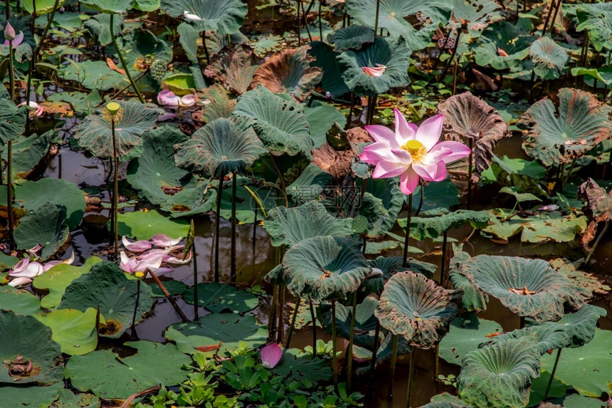 绽放运河新鲜的美丽粉红色莲花在泰国乡村的池塘里绿莲叶在水池里复制空间图片