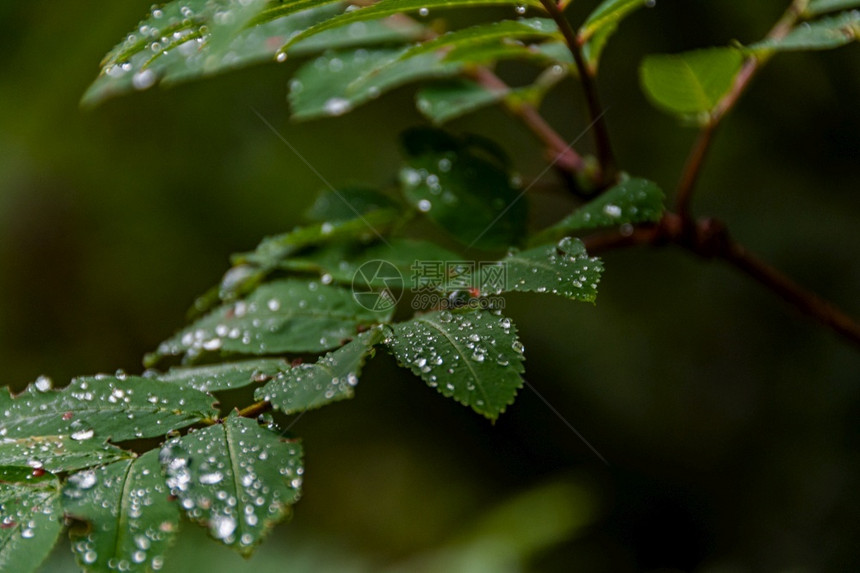美丽摄影新鲜绿树叶上滴落的雨在黑暗森林中的大树叶上雨滴图片