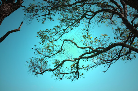 亚洲树木经过泰国考艾家公园草原和美丽的天空环绕大树图片