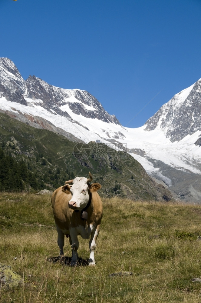 农场棕色的瑞士山里奶牛和背景中的falzeralp场景图片