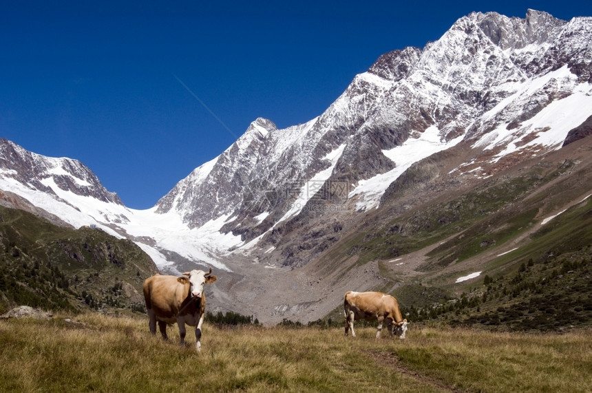 农业森林动物瑞士山里的奶牛和背景中的falzeralp图片