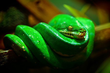 分支贴近树枝上绿色蛇的肖像致命捕食者图片