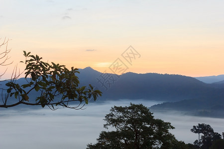 颜色森林山顶云雾缭绕环境图片