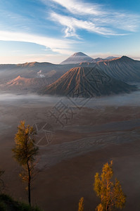树风景印度尼西亚爪哇岛的GunungBromo火山地质学图片
