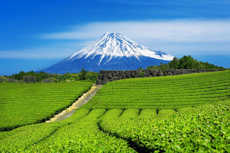 日本静冈的藤山和绿色茶叶种植场地亚洲人颜色图片