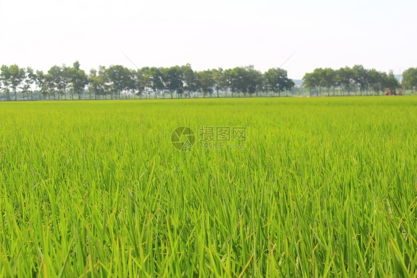 夏天植物金稻田和空耳朵图片