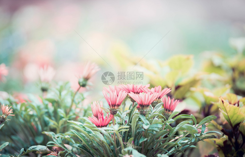 场景绿色城市公园中美丽的粉红色花朵模糊bokeh盛开图片