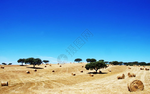 乡村的金在葡萄牙南部Alentejo地区葡萄牙南部的草滚干图片