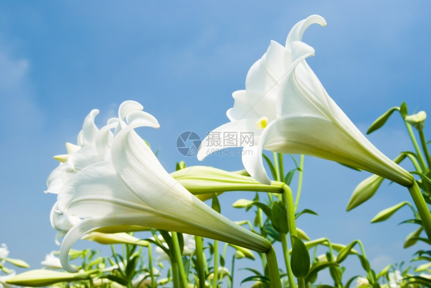 芽白百合在字段中色的季节图片