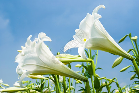 芽白百合在字段中色的季节背景图片