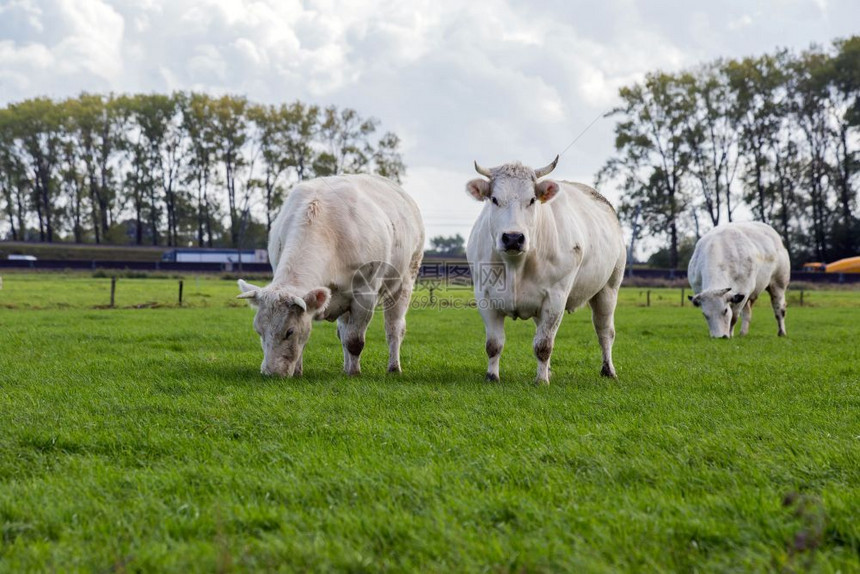 鼻子户外一群奶牛在绿色草地上放牧蓝色多云的天空背景是高速公路农业图片