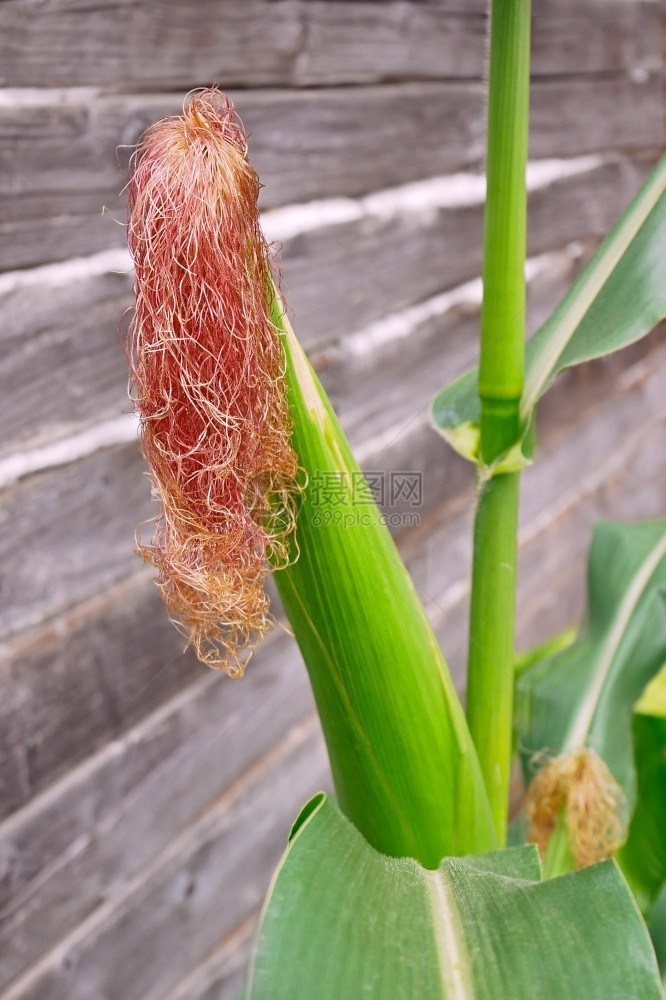 自然玉米在灰色木壁上流着鲜花许多长的潮湿红色丝裙有机叶子图片