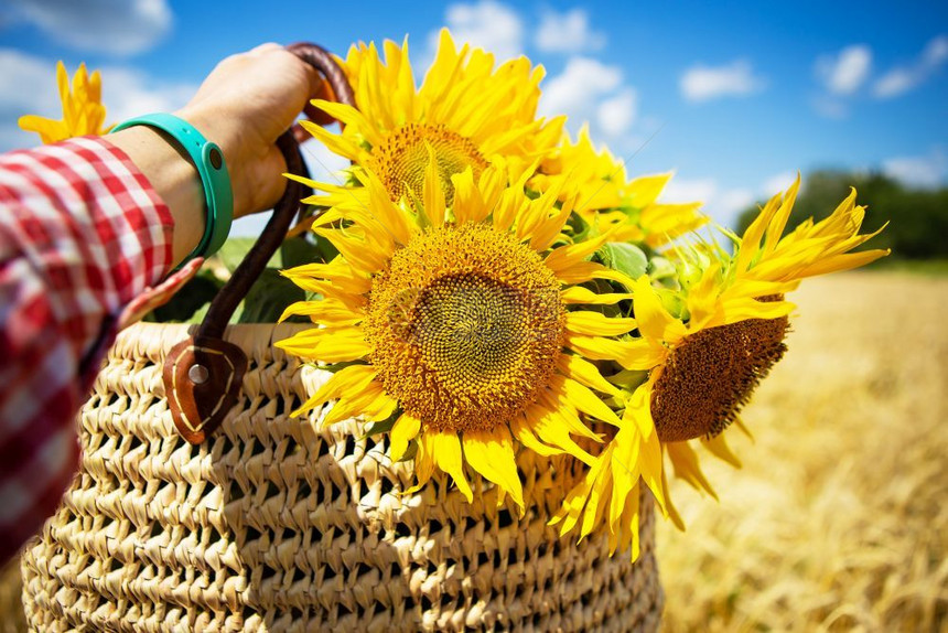 包美丽的红色女孩拿着一束向日葵放在麦田背景的草袋里女孩拿着一束向日葵放在麦田背景的草袋里图片