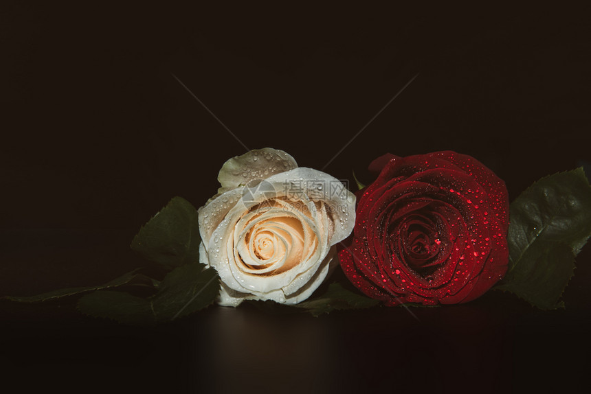 丧两朵玫瑰的特写微距照片带有水滴的仪式背景两朵玫瑰的特写微距照片带有水滴的仪式背景宠儿浪漫图片