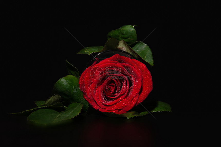 一种开花新鲜玫瑰的特写微距照片带水滴的情人节背景玫瑰的特写微距照片带水滴的情人节背景图片