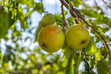 在花园果的苹树枝上提取开胃苹果树枝上有成熟苹果的园晴天场地收成图片