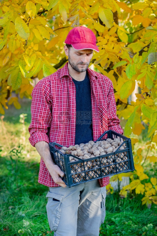 植物农场采摘在秋天聚集美味的坚果男人拿着盒子装满新鲜的胡桃子在秋天收集美味的坚果图片