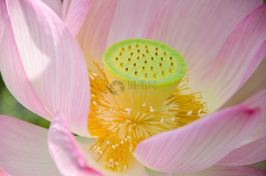 安宁静宗教美丽的粉红莲花漂亮的粉红色莲花详情内卢布努西法拉图片