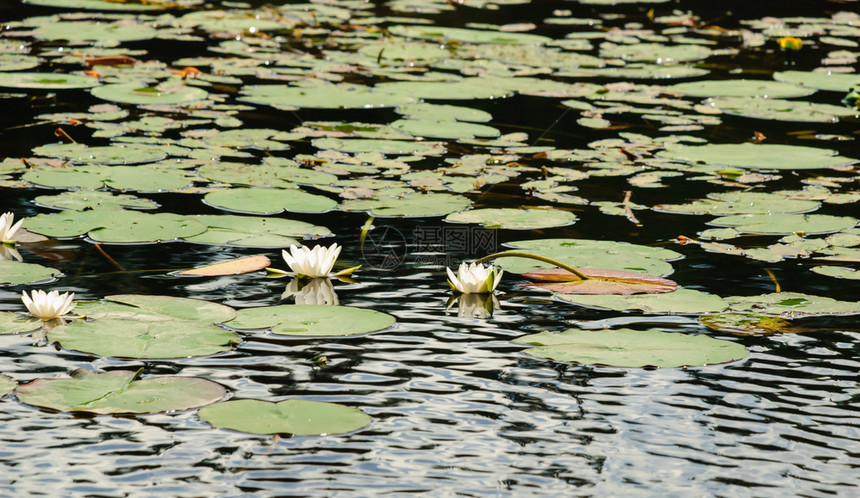 美丽湖面上的白莲花图片