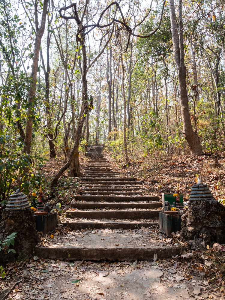 树木植物位于森林中的高山上泰国寺庙入口处的老石头楼层上面是位于森林中的一座高山郁葱图片