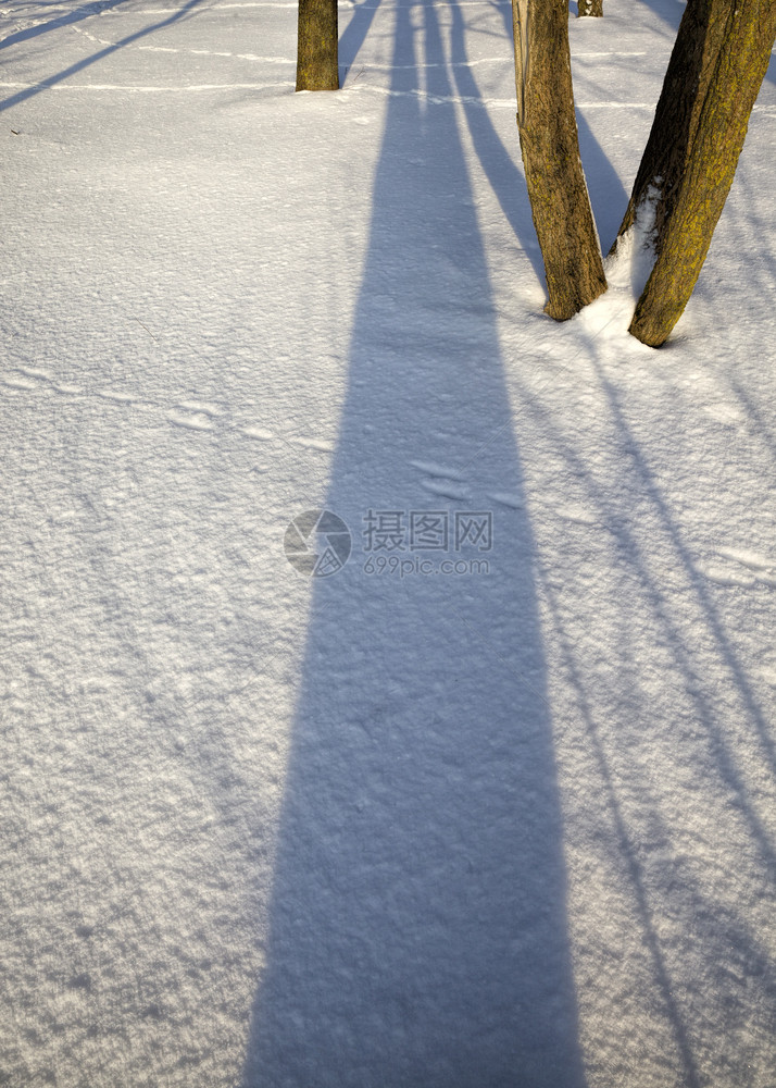 蓝色的冻结树木生长森林冬季白雪这个自然背景在森林中冬季天空图片