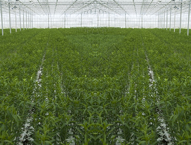 舌头植物群收成用于种植和向世界销售的百合温室图片