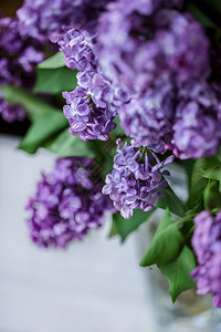 立花束的紧身衣在一个水晶花瓶里一个罗束的紧身衣春天紫色生长图片