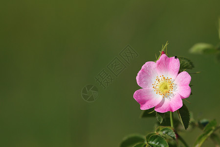 出去美丽的开花粉红野玫瑰朵绿色的美丽花朵远离焦点背景图片