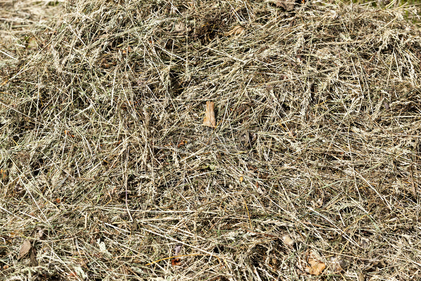 时期存根冬季为农畜收获的干稻草在冬季为牲畜采伐干稻草春天图片