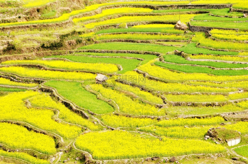 油菜花梯田图片