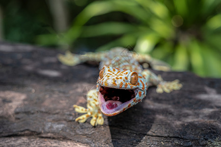 爬行动物斑点笑TokayGecko在绿色模糊背景的树上缠着一棵图片