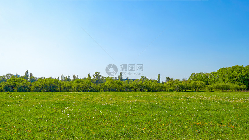 花朵植物有黄色层和蓝天空的田地蒲公英图片